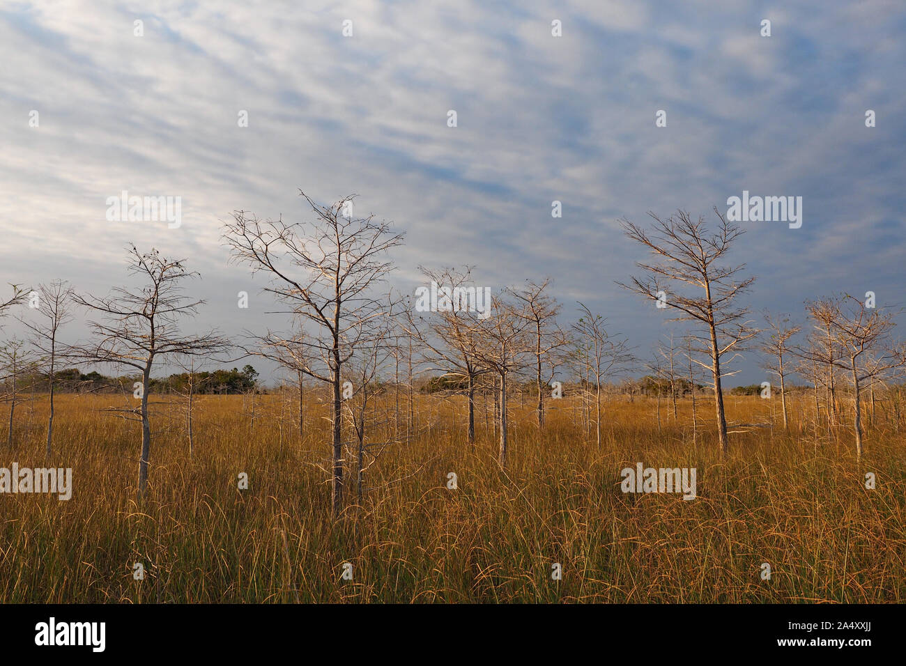 Dramatische cloudscape über die Sawgrass Prairie und Zypressen des Everglades National Park, Florida. Stockfoto