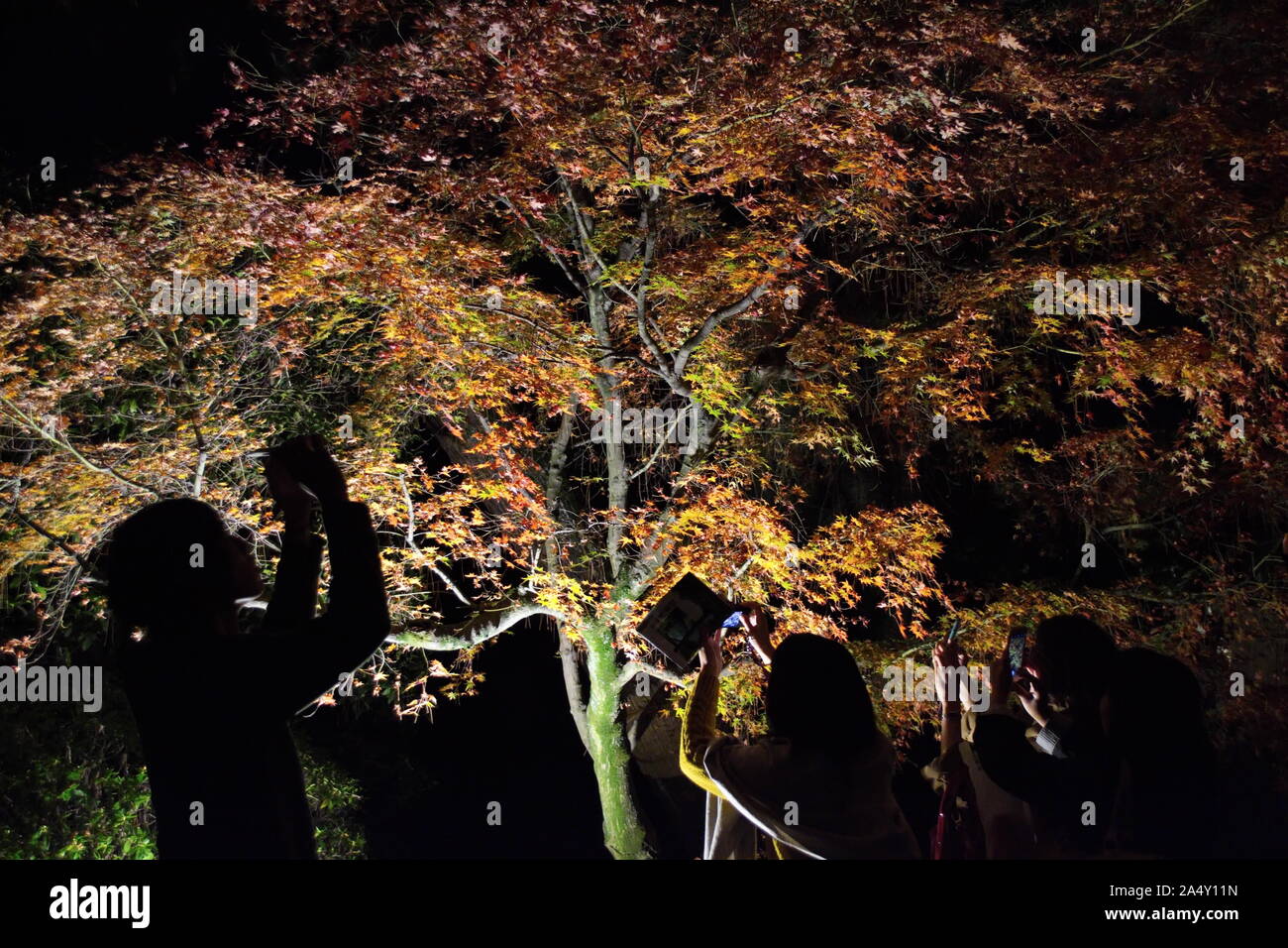 , Okayama Präfektur Okayama/Japan: November 20, 2015: Touristen Fotos nachts im Herbst Laub Anzeige unten durch Leuchten Stockfoto