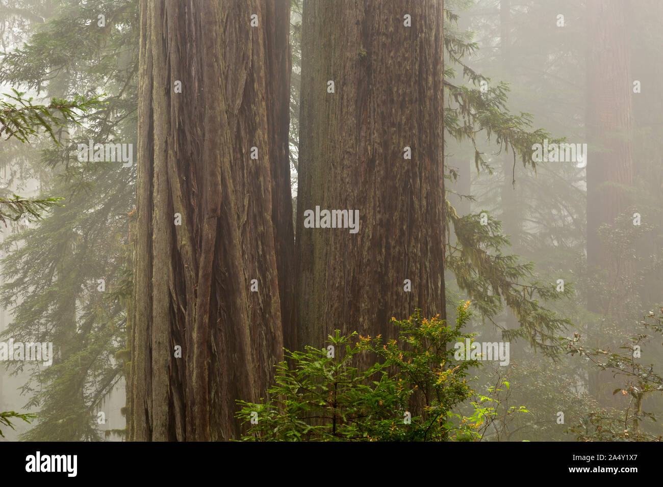 CA 03686-00 ... Kalifornien - Große Redwood Bäumen und einem nebligen Tag im Lady Bird Johnson Grove in Redwoods National Park. Stockfoto