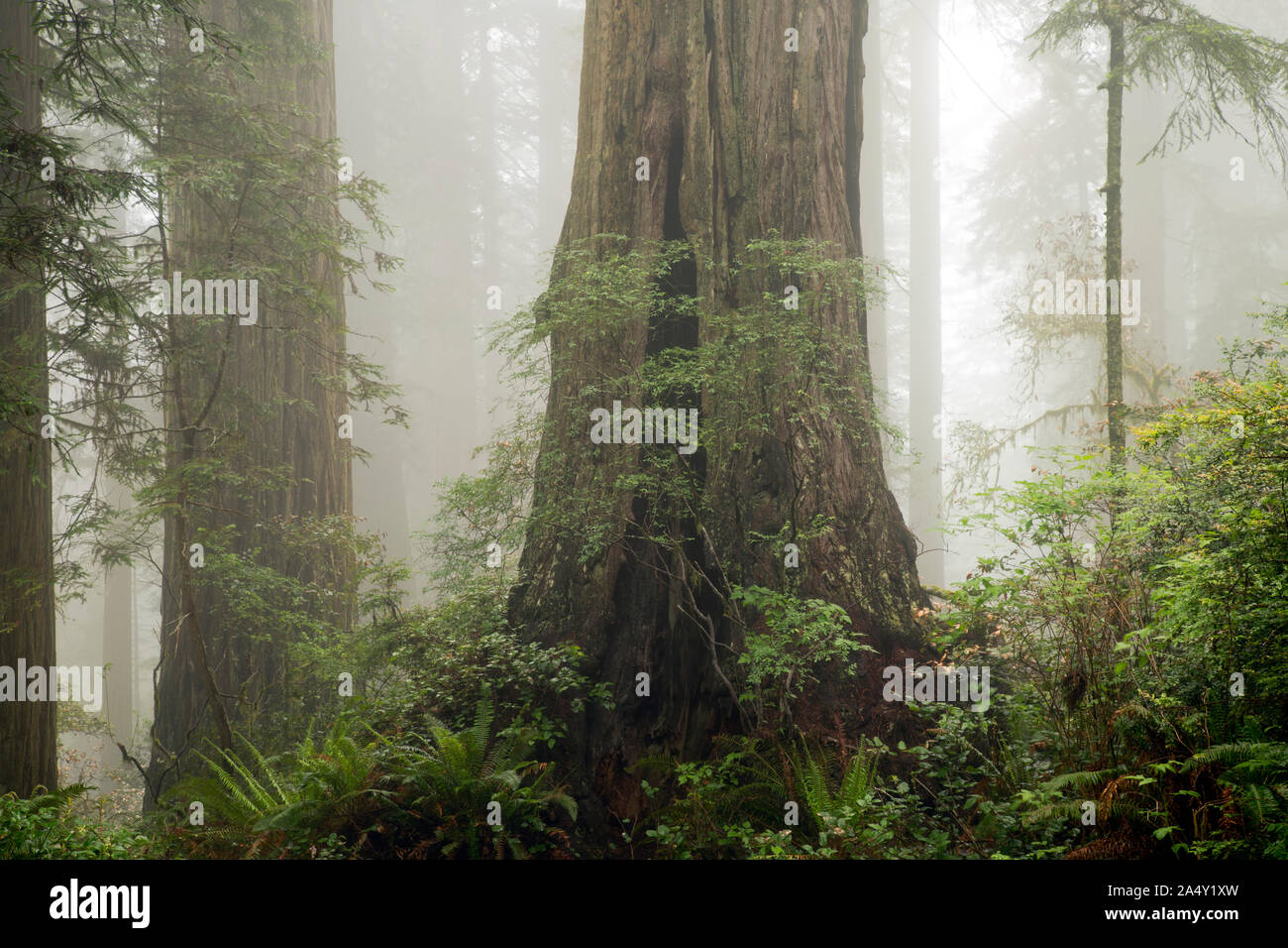 CA 03689-00 ... Kalifornien - Redwood Bäume auf einem Nebel Hang in Lady Bird Johnson Grove in Redwoods National- und Staatsparks. Stockfoto