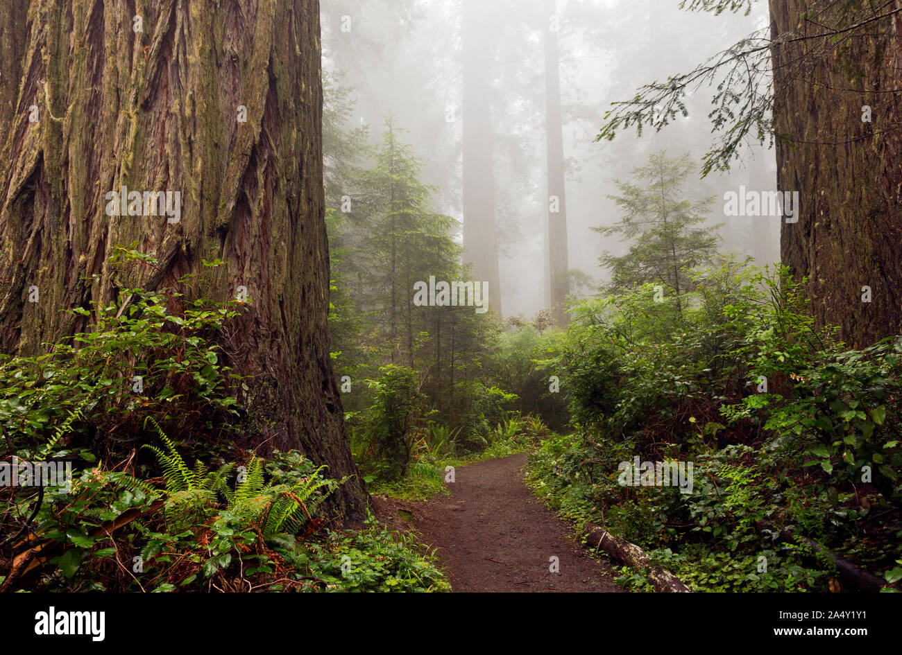 CA 03690-00 ... Kalifornien - Wanderweg durch den Redwood Bäume auf einem Nebel Lady Bird Johnson Grove in Redwoods National- und Staatsparks. Stockfoto