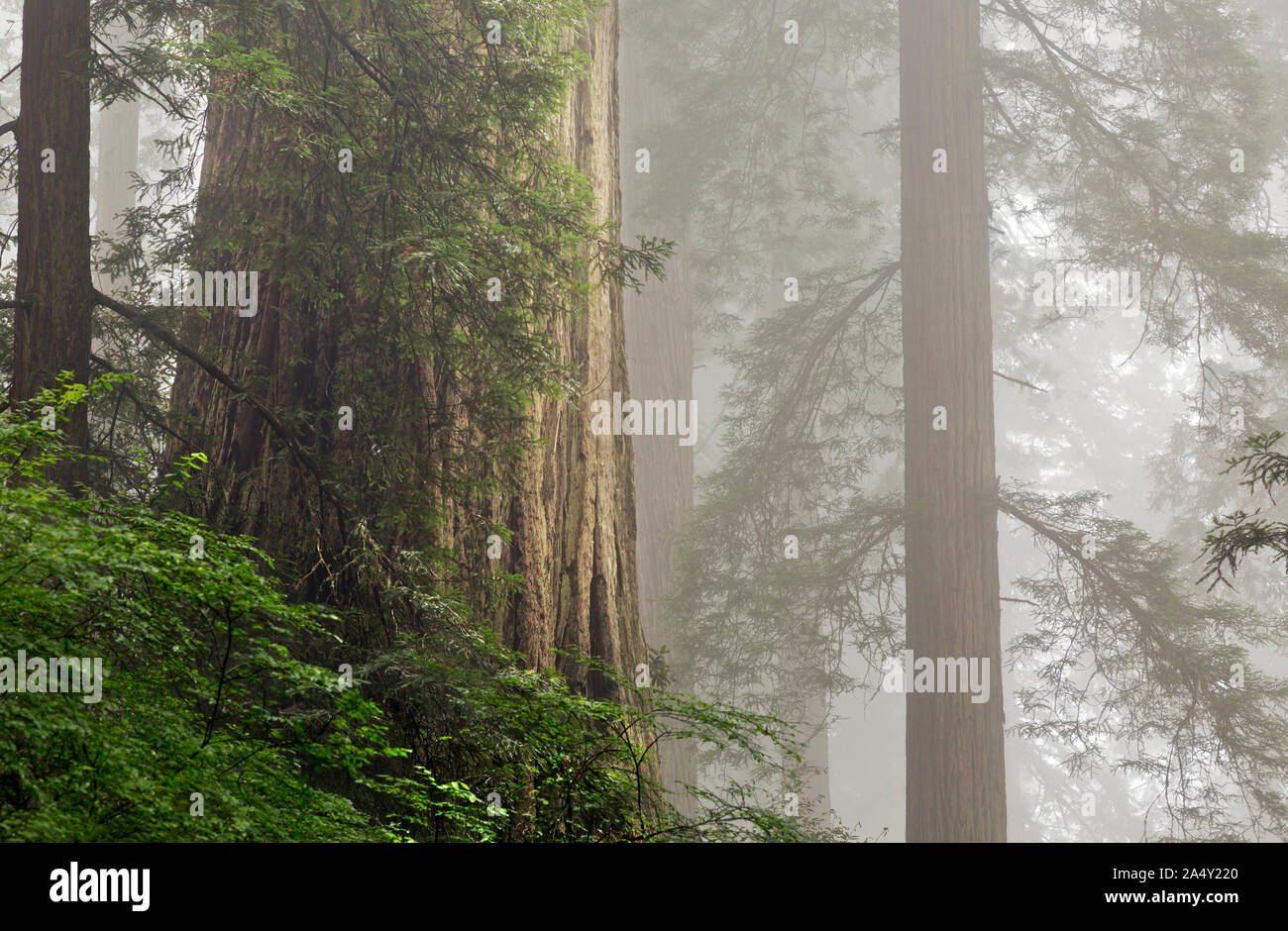 CA 03692-00 ... Kalifornien - Redwood Bäume auf einem Nebel Hang in Lady Bird Johnson Grove in Redwoods National- und Staatsparks. Stockfoto