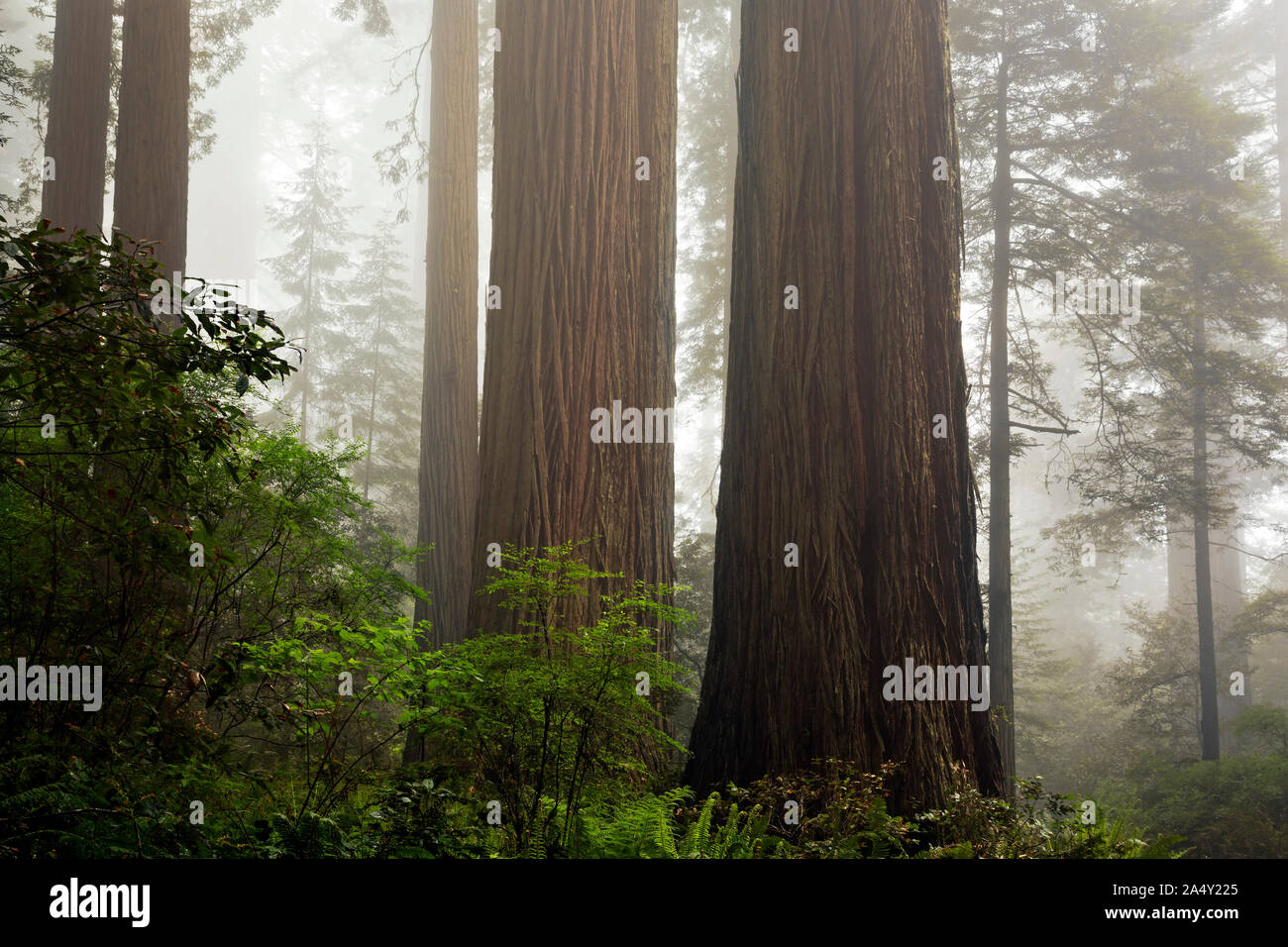 CA 03693-00 ... Kalifornien - Redwood Bäume auf einem Nebel shourded Hang in Lady Bird Johnson Grove in Redwoods National- und Staatsparks. Stockfoto