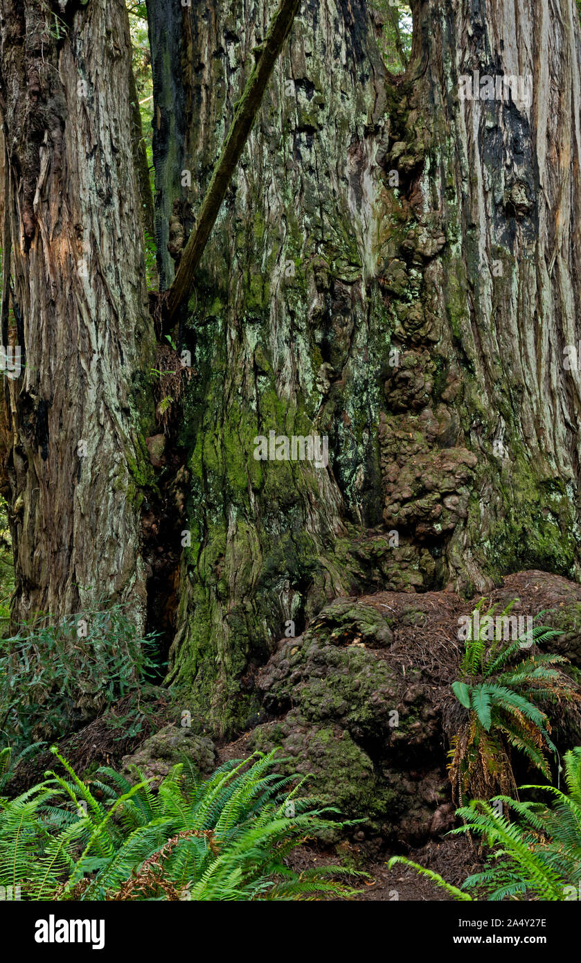 CA 03699-00 ... Kalifornien - den knorrigen Basis eines alten Redwood Tree in den großen Bäumen Hain von Redwoods National Park. Stockfoto