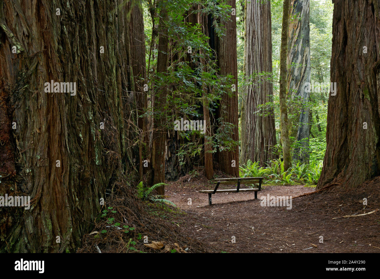 CA 03705-00 ... Kalifornien - eine Bank unter den riesigen Redwood Bäumen an hohen Bäumen Grove in Redwoods National Park. Stockfoto