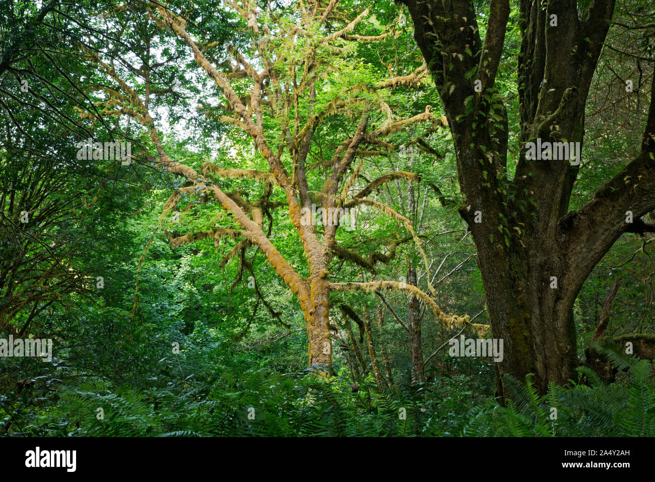 CA 03712-00 ... Kalifornien - Ahorn Bäume wachsen rund um die Kanten der hohen Bäume Grove an den Ufern des Redwood Creek im Redwoods National Park Stockfoto