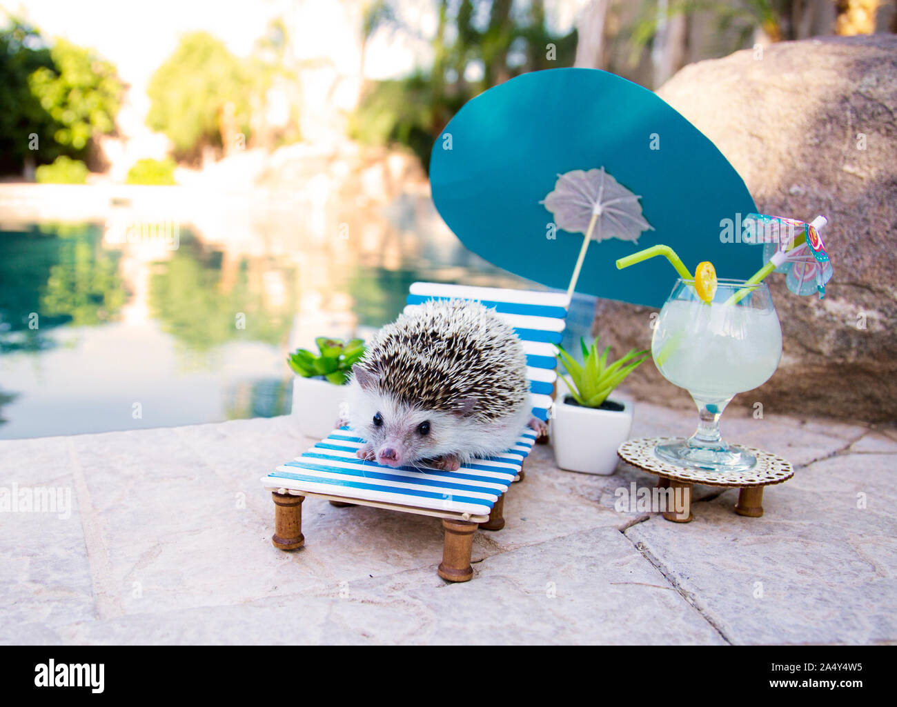 Humphrey J Igel ist Relaxing am Pool mit einem Cocktail in Igel Abenteuer Foto serie Stockfoto