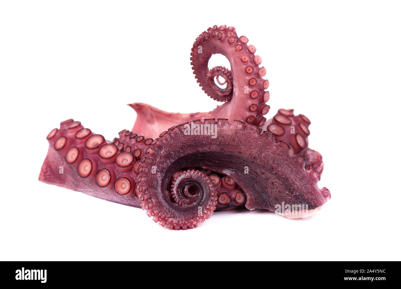 Tentakeln der Octopus auf weißem Hintergrund Stockfoto