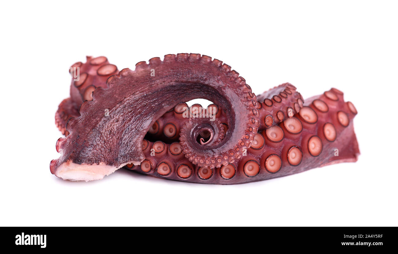 Tentakeln der Octopus auf weißem Hintergrund Stockfoto