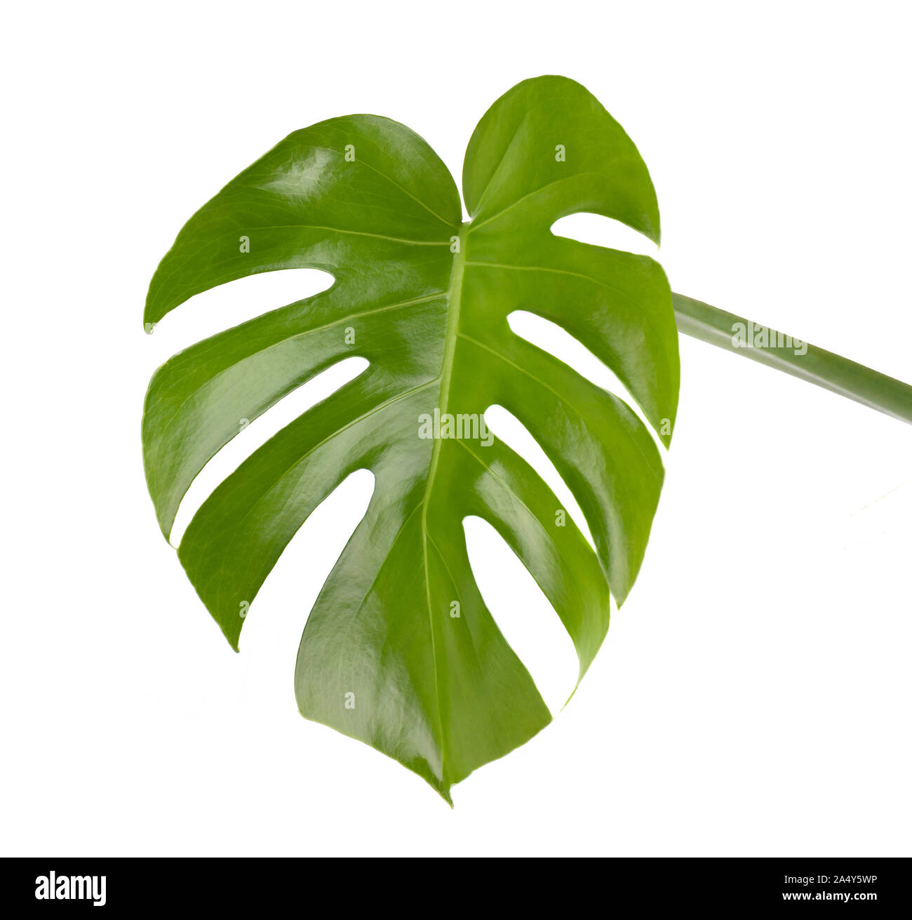 Tropischen Dschungel monstera Blätter isoliert, schweizer Käse Werk, auf weißem Hintergrund Stockfoto