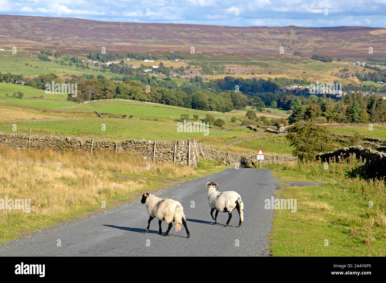 Schafe Überqueren einer Straße auf die Pennines in der Nähe Stanhope Stockfoto