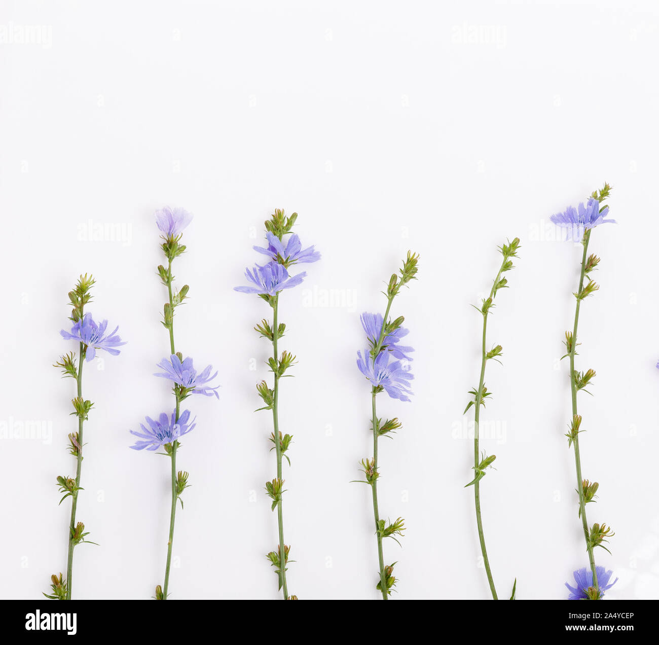 Cichorium intybus - gemeinsame Chicorée Blumen auf weißem Hintergrund Stockfoto