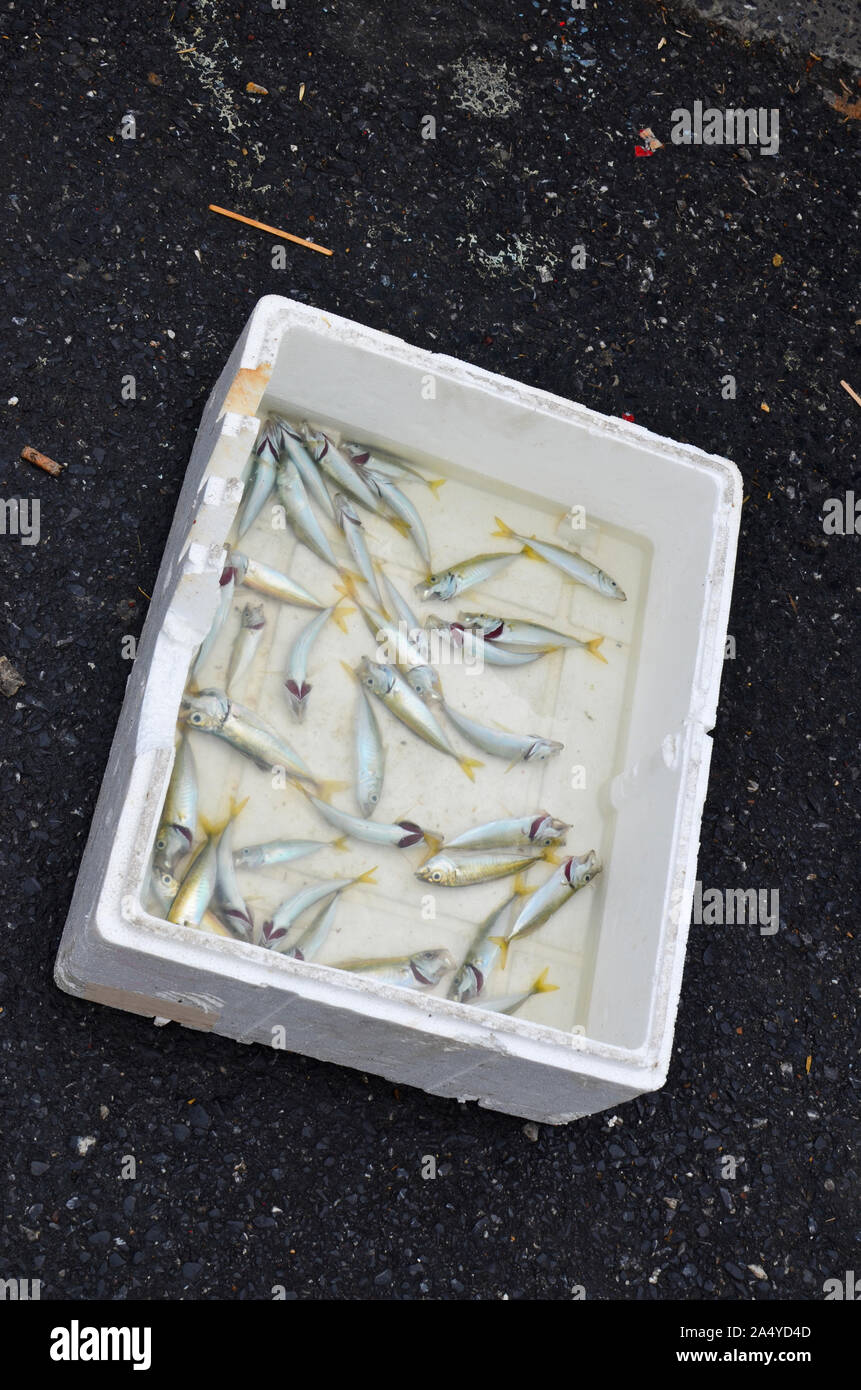 Ein Schaum Behälter mit Wasser und tote Fische steht auf schmutzigen Asphalt Stockfoto