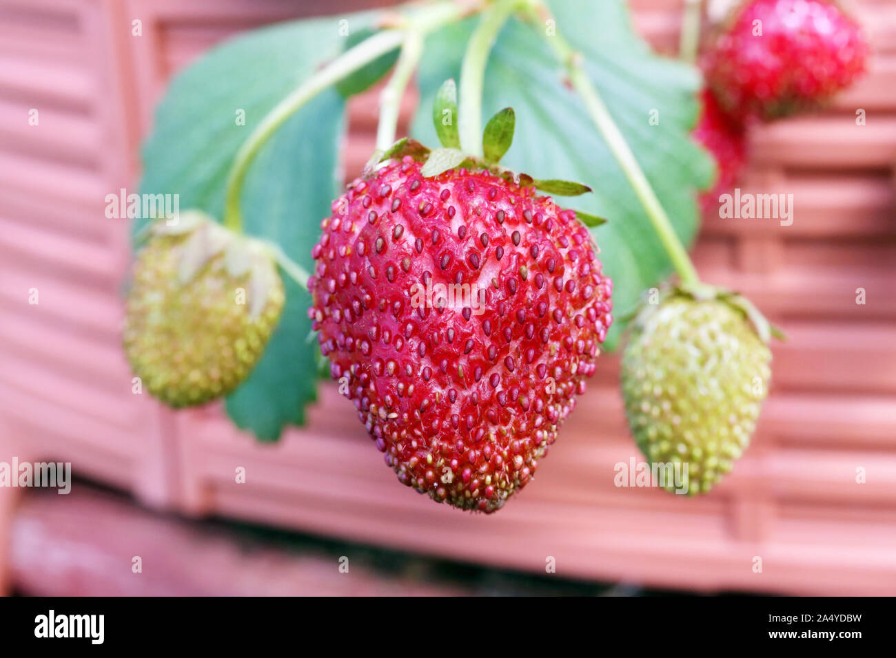 Reife Erdbeere berry hängt eine Zweigniederlassung, die in einem Gewächshaus. Foto Weichzeichner Technik für das Bild verwendet Stockfoto