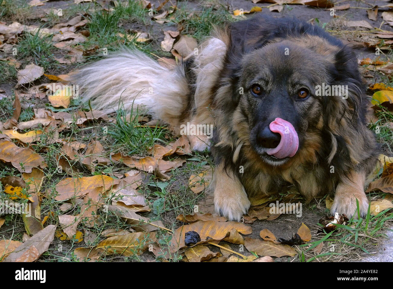 Mongrel, zufrieden, leckt seine Nase, lecken sich selbst, der lag auf einer Wiese unter Gras und Blätter. Schaut in die Kamera. Im Freien. Close-up. Stockfoto