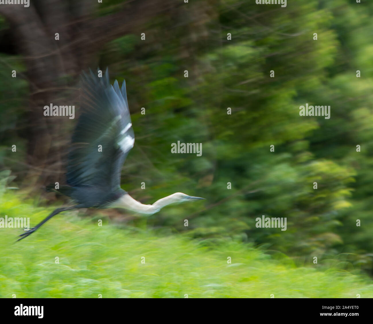 Eine leicht verschwommene Aufnahme eines pazifischen Reihers, der in die Flucht ging, seine Flügelfedern fächelten sich aus und die Flügel hoben sich gerade nach oben, der Hintergrund des grünen Buschbelaums Stockfoto