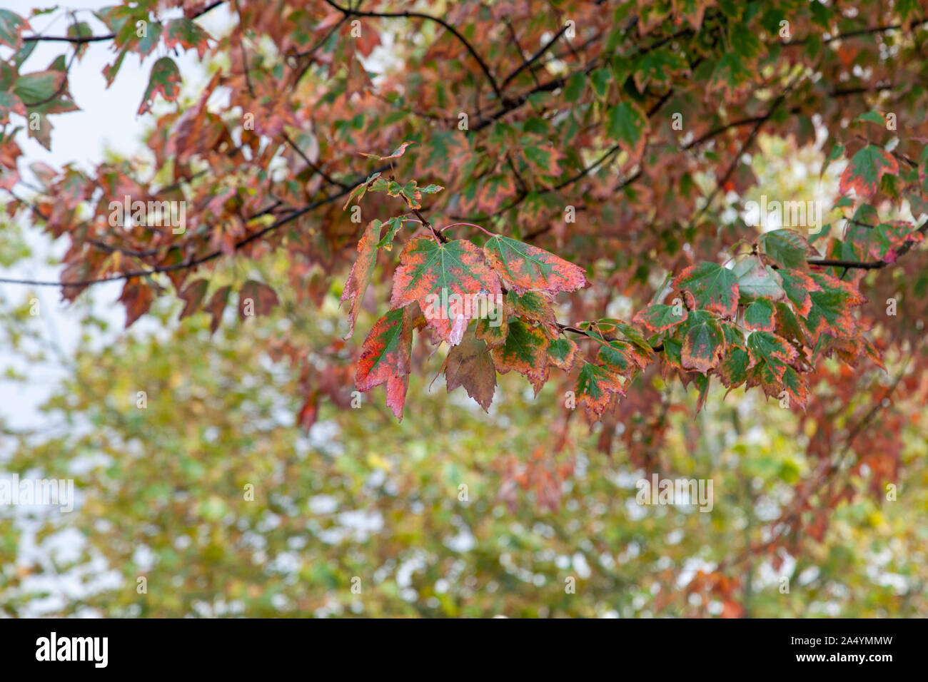 Herbstliche Red Maple (Acer rubrum) Blätter, Walthamstow, London E 17. Stockfoto