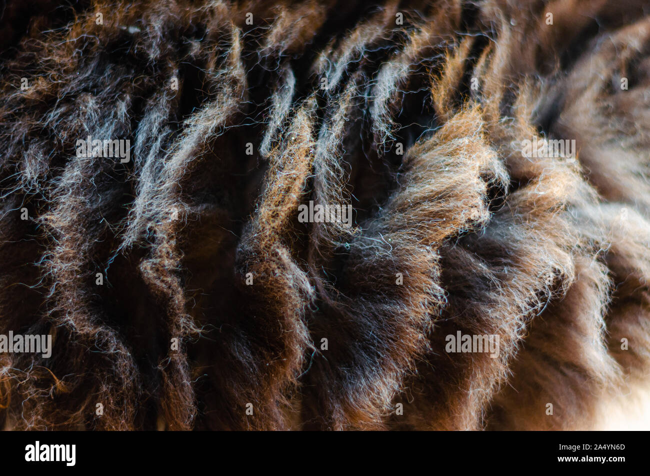 Makro Nahaufnahme Detail Ansicht ist eine schwarz-weiße Katze Fell, weiche lockiges dickes Haar fließt wie Wellen Stockfoto