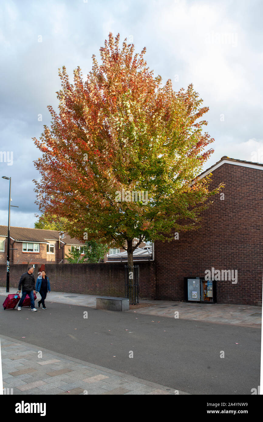 Freemans Ahorn (Acer x Freemanii) Straße Baum, Albany, Deptford, London SE8 Stockfoto