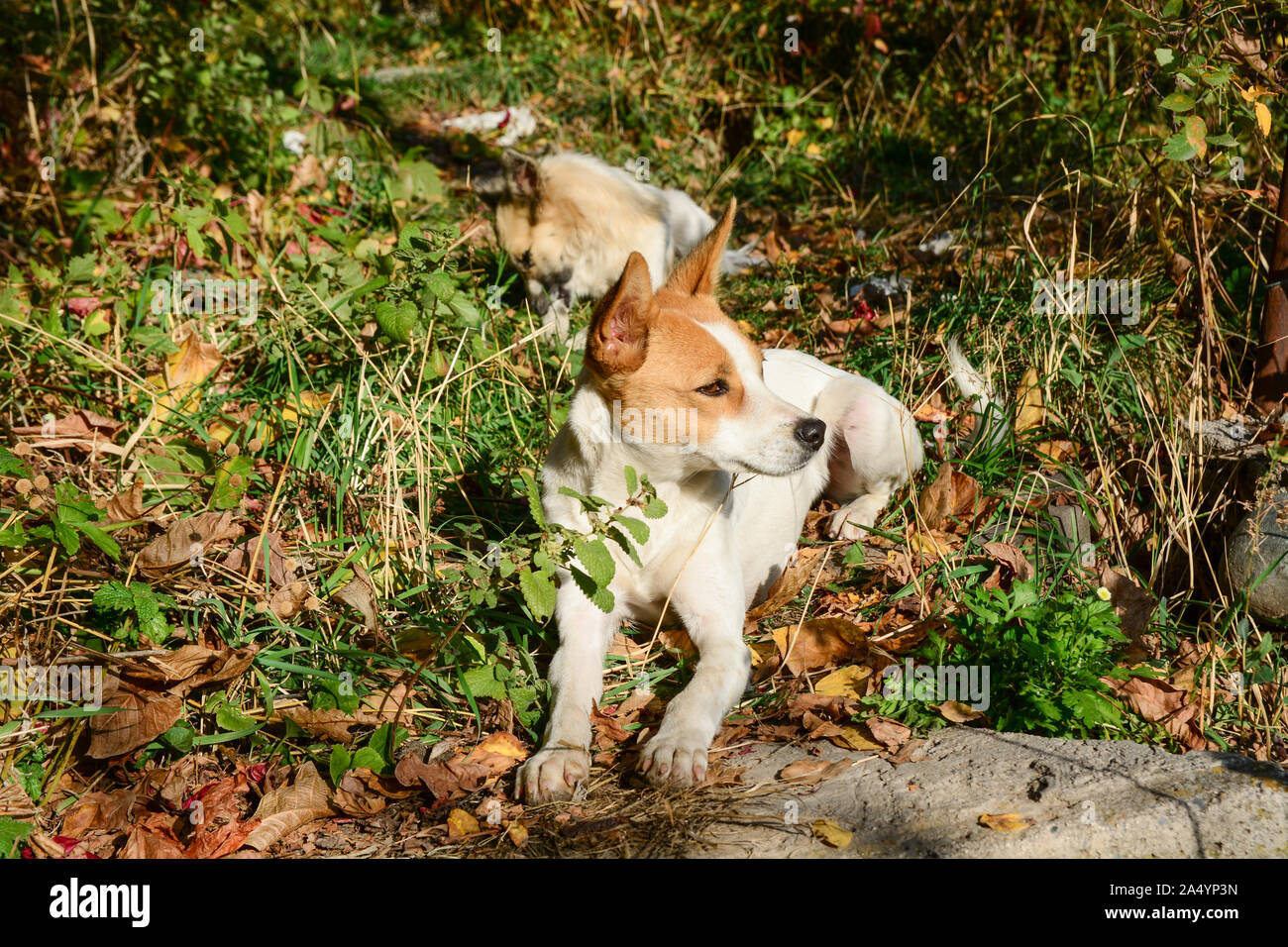 Glücklich und Aktiv weiße und braune Hund draußen im Gras an einem sonnigen Sommertag. Tier niedlich. Serie von Fotos. Stockfoto