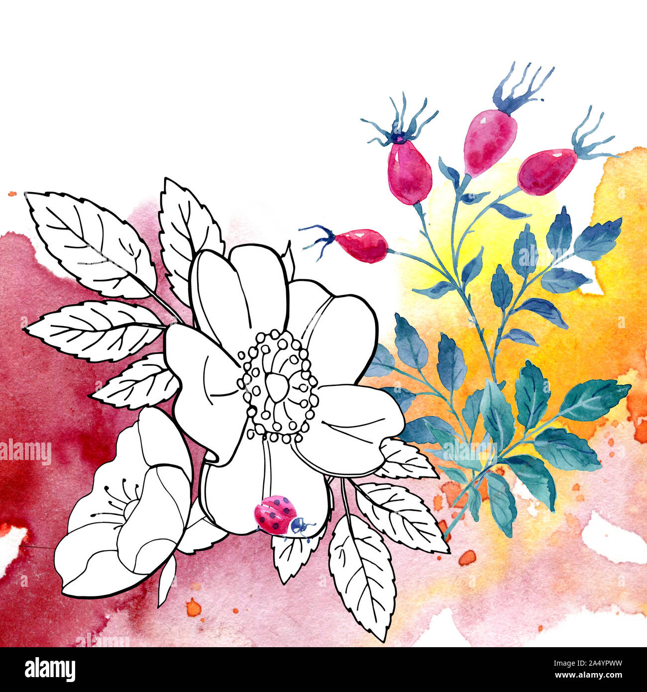 Zeichnung Rosen und Hagebutten Aquarell, handgefertigt. Als Hintergrund für Webseiten verwendet werden, Hochzeit Einladungen, Grußkarten, Textildesign, Stockfoto