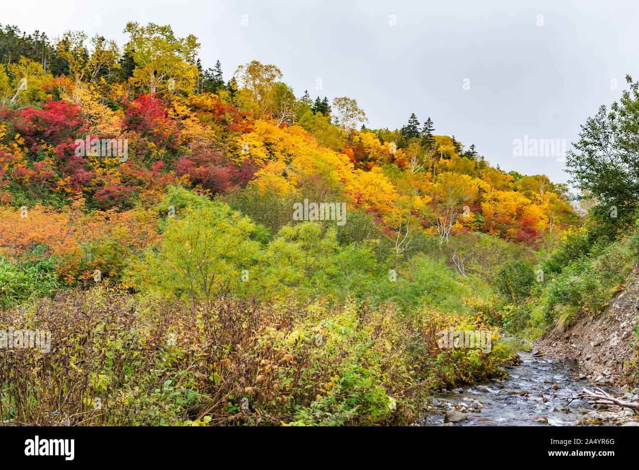 Tsugaike Naturpark an nagono, otari Dorf Stockfoto