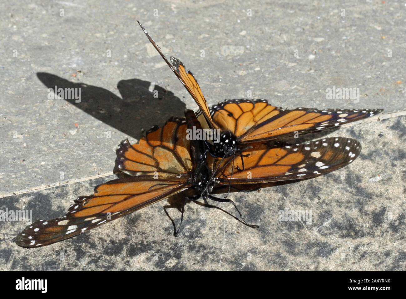 Monarchfalter Stockfoto