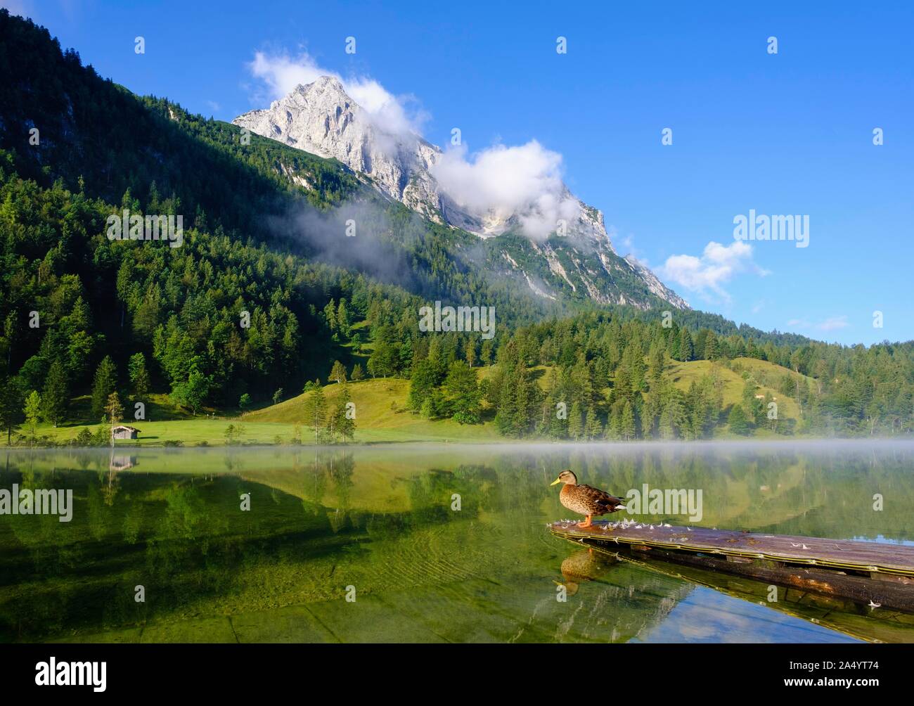 See Ferchensee und Wettersteinspitze, Stockente sitzen auf Steg, in der Nähe von Mittenwald, Werdenfelser Land, Wettersteingebirge, Oberbayern, Bayern Stockfoto