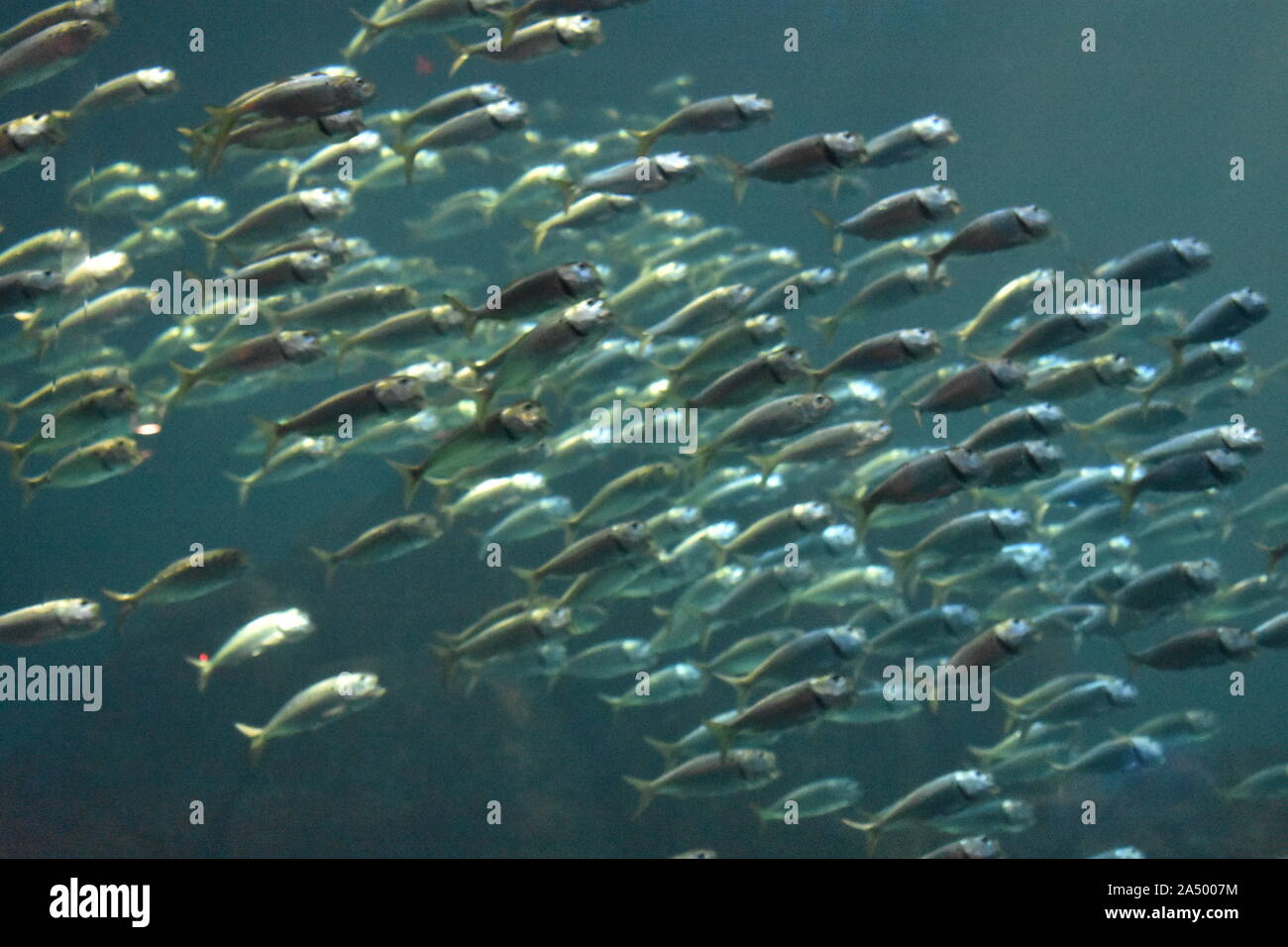 0041 Fische schwimmen unter Wasser..JPG Stockfoto