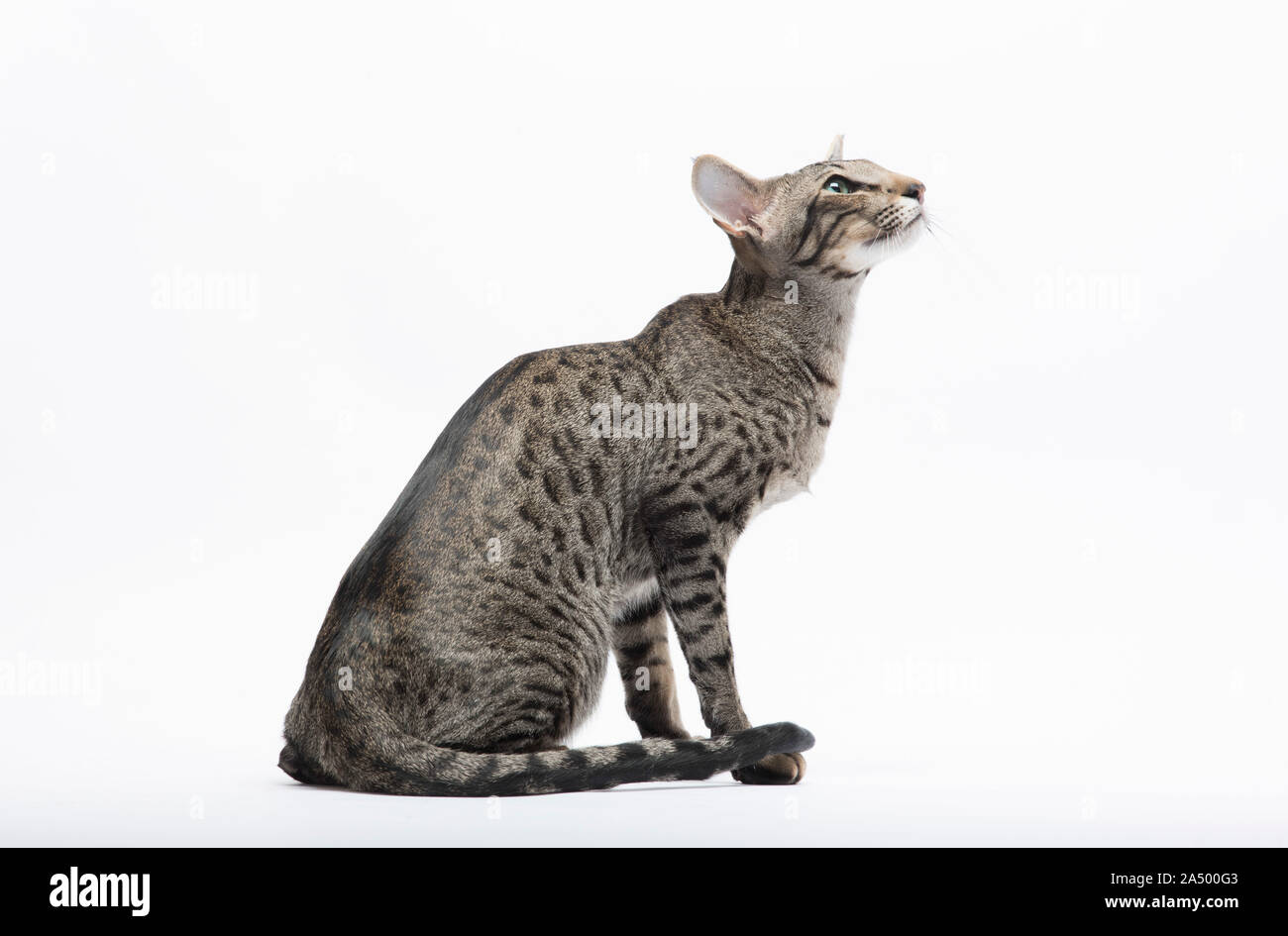 Orientalisch Kurzhaar Katze, Spotted Tabby, 2 1/2 Jahre alt, männlich, Stockfoto