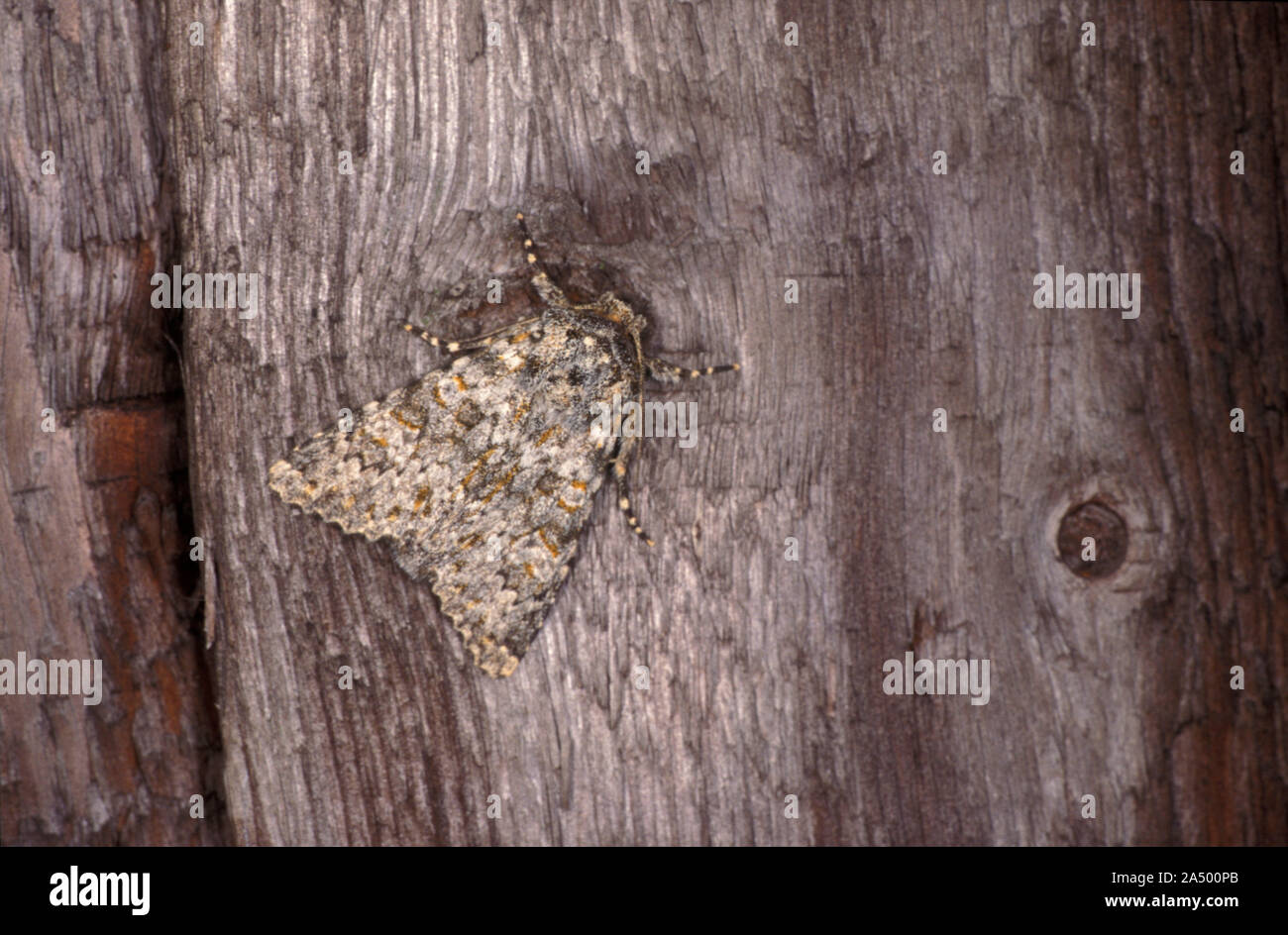 Große Ranunculus Moth, Polymixis flavicincta, UK, fleckige Muster auf Flügeln Stockfoto