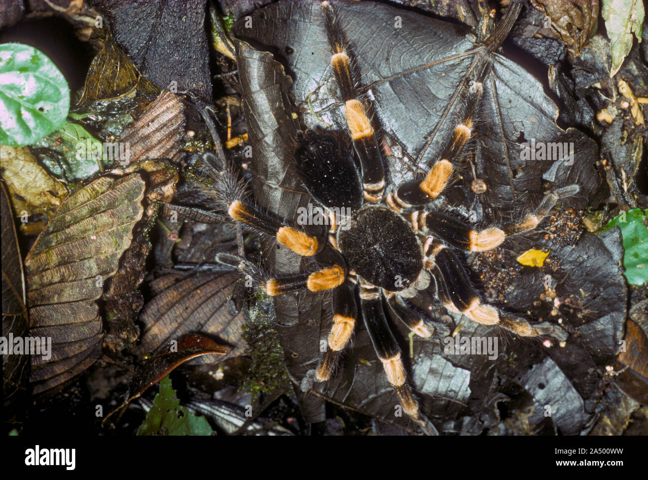 Mexikanische Rot Knie Vogelspinne, Brachypelma smithi, Costa Rica, auf Regenwald, Nacht Stockfoto