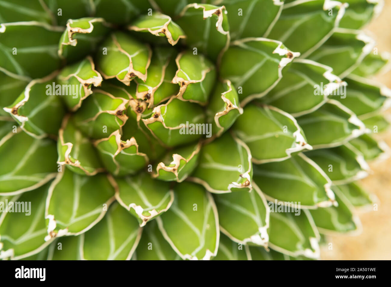 Agave victoriae-reginae "Golden Princess", wunderschönen Kakteen im Garten Stockfoto