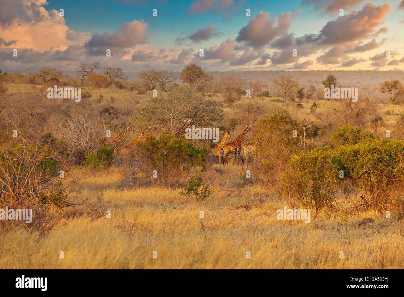 Herde von Giraffa Camelopardalis im Krüger National Park - Südafrika Stockfoto