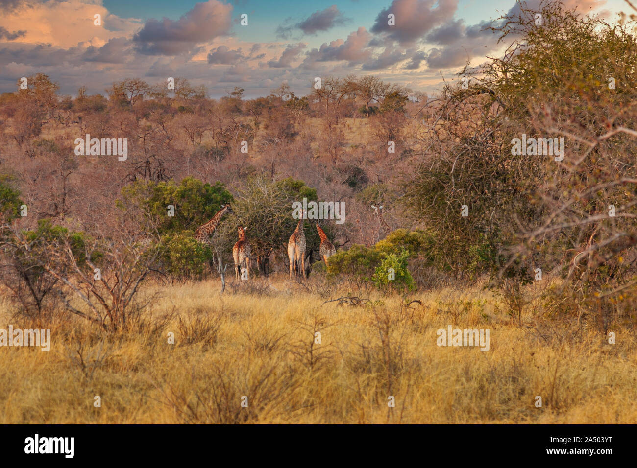 Giraffen-herde Essen an einem Baum im Krüger National Park - Südafrika Stockfoto