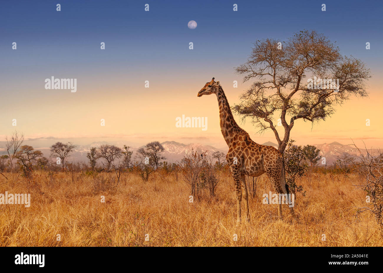 Giraffe in der Morgendämmerung im Kruger Nationalpark in Südafrika Stockfoto