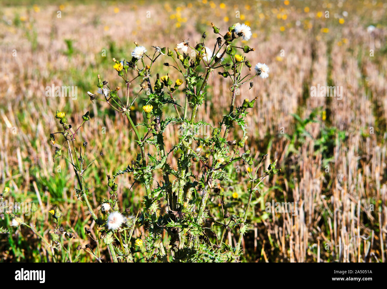 In der Nähe Bild von kreuzkraut Senecio vulgaris mit Blumen und Samen Köpfen in einen Drei-tage-Feld gegen eine außerhalb des Fokus Hintergrund Stockfoto