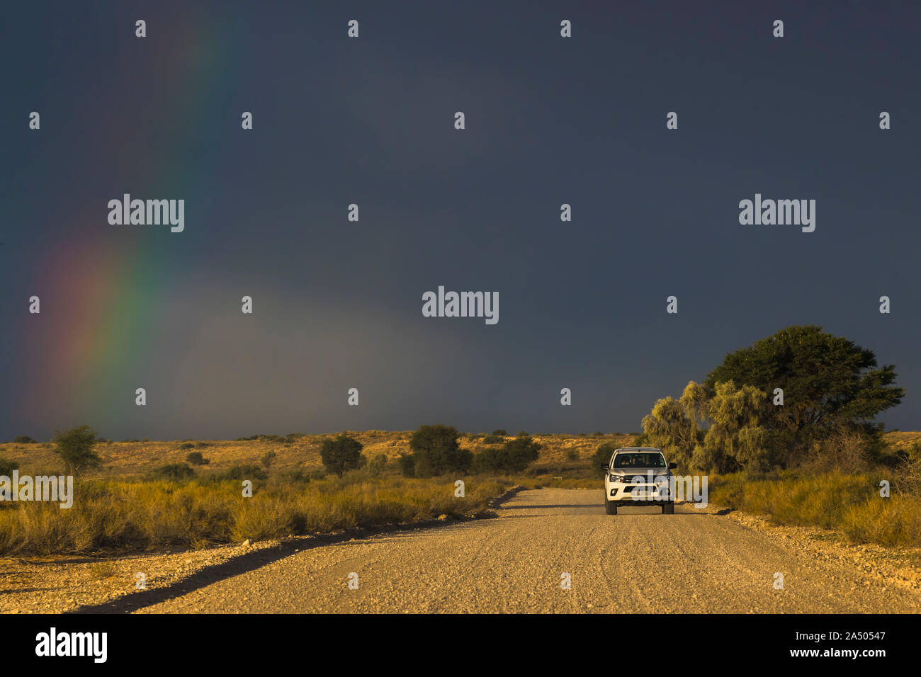 Self Drive safari, Kgalagadi Transfrontier Park, Südafrika Stockfoto