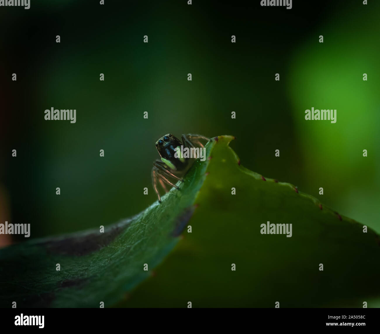 Closeup Portrait eines kleinen bunten jumping Spider auf ein grünes Blatt, mit Raum für Text. Stockfoto