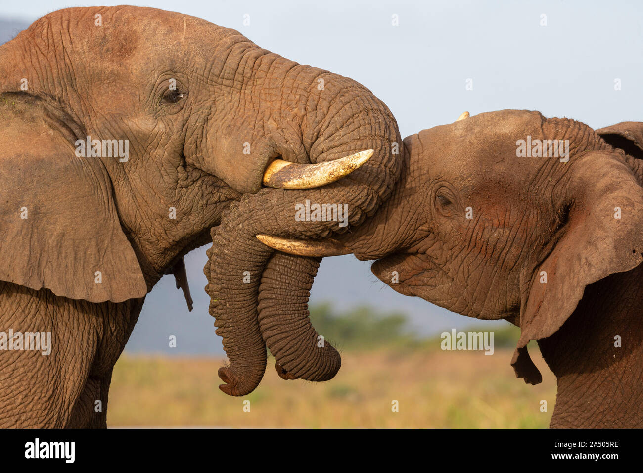 Afrikanische Elefanten (Loxodonta africana), Zimanga Game Reserve, KwaZulu-Natal, Südafrika Stockfoto