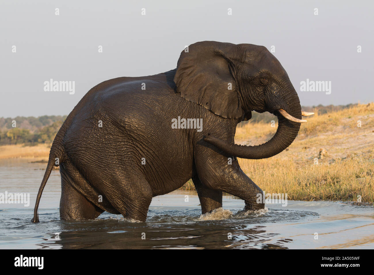 Afrikanischer Elefant (Loxodonta africana), Chobe National Park, Botswana, Stockfoto