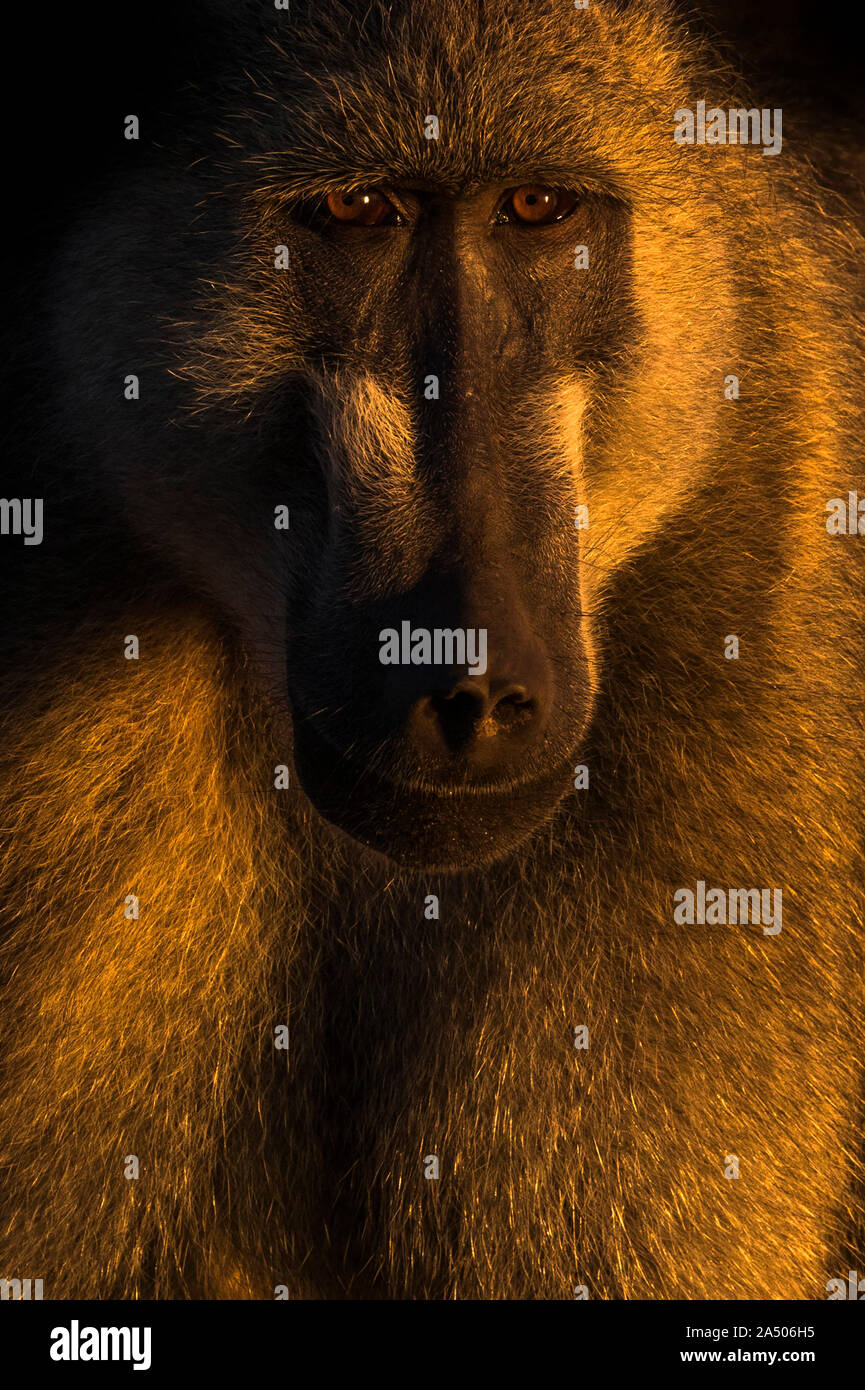 Chacma baboon (Papio ursinus), Chobe National Park, Botswana Stockfoto