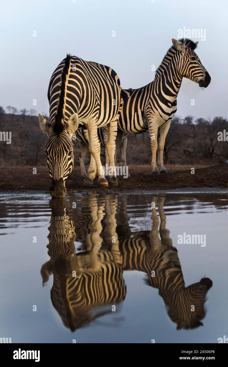 Ebenen Zebras (Equus quagga) Alkoholkonsum in der Dämmerung, Zimanga Private Game Reserve, KwaZulu-Natal, Südafrika Stockfoto