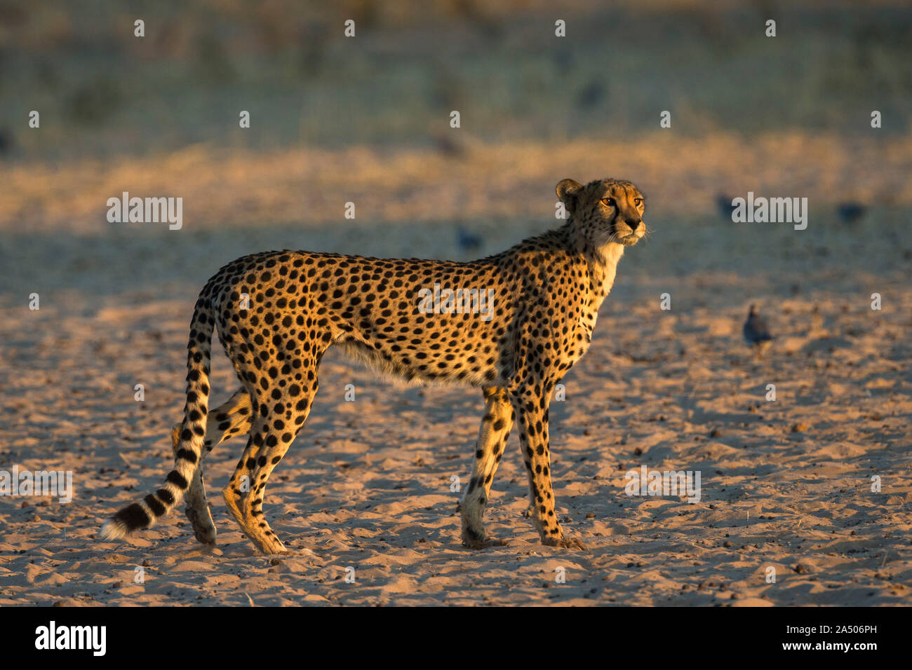 Gepard (Acinonyx jubatus), Kgalagadi Transfrontoer Park, Südafrika, Stockfoto