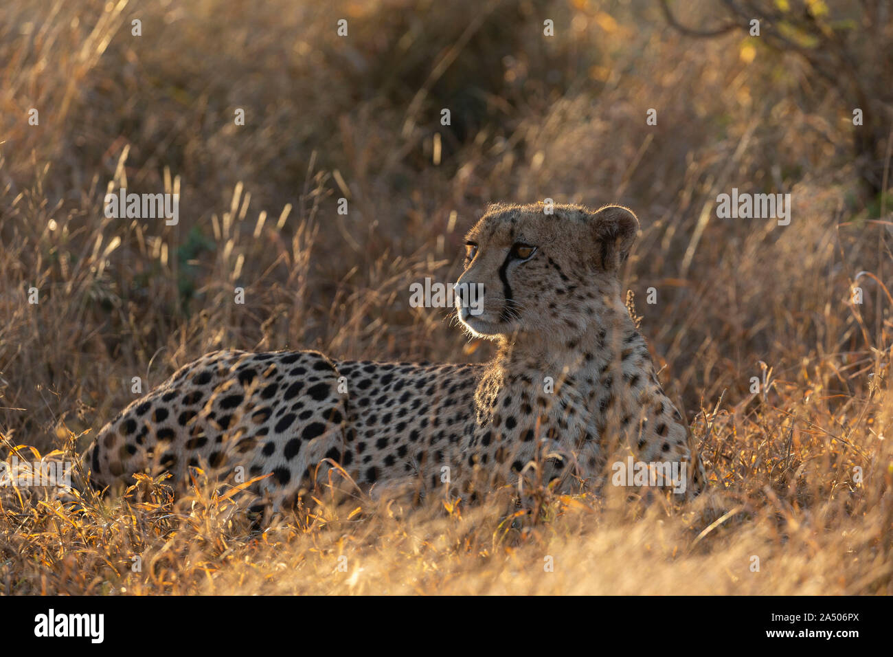 Gepard (Acinonyx jubatus), Zimanga Private Game Reserve, Kwaqulu-Natal, Südafrika Stockfoto