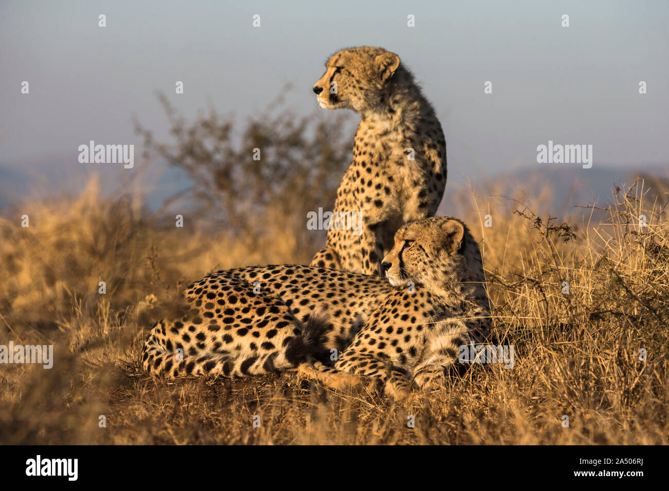Gepard (Acinonyx jubatus) Brüder, Zimanga Private Game Reserve, Kwaqulu-Natal, Südafrika Stockfoto
