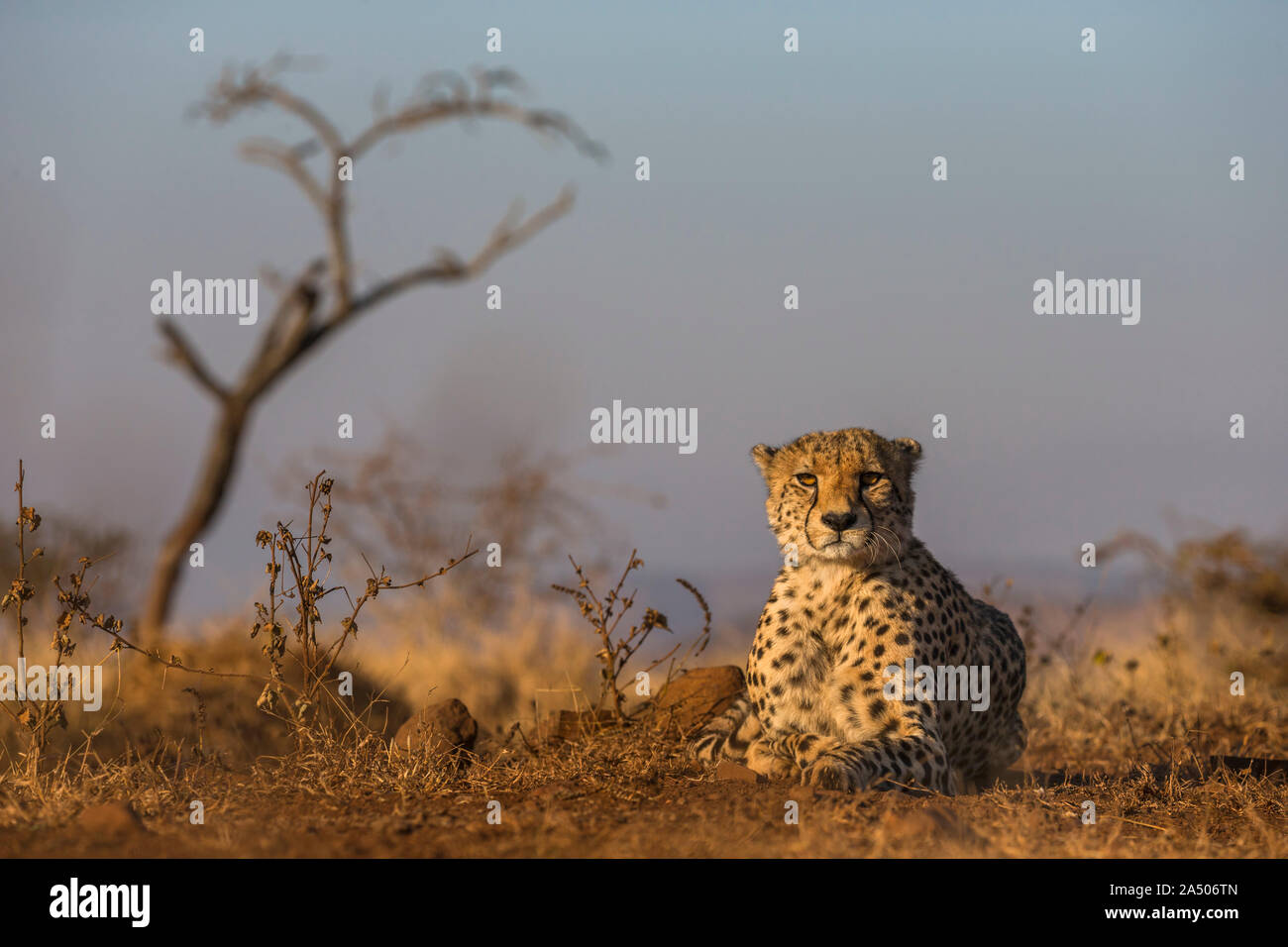 Gepard (Acinonyx jubatus), Zimanga Private Game Reserve, Kwaqulu-Natal, Südafrika Stockfoto