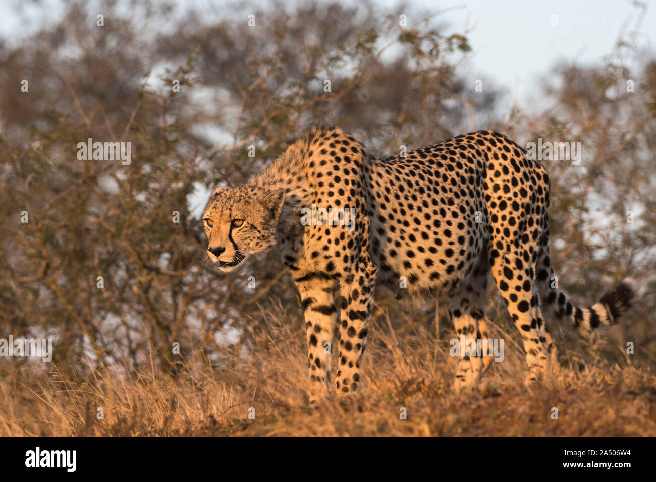 Gepard (Acinonyx jubatus), Zimanga Private Game Reserve, Kwaqulu-Natal, Südafrika Stockfoto