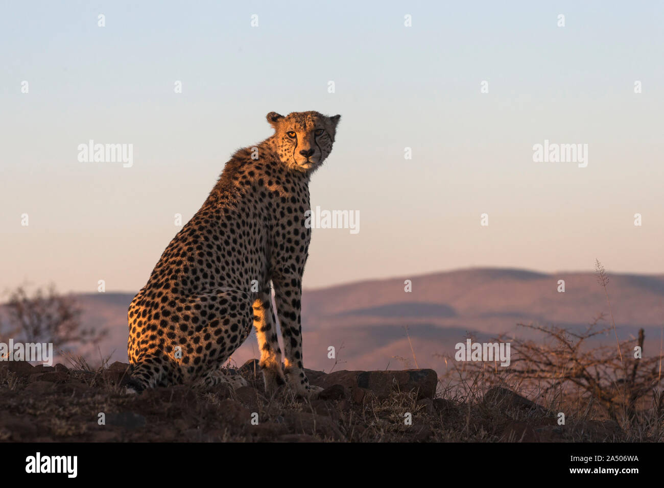 Gepard (Acinonyx jubatus), Zimanga Private Game Reserve, Kwaqulu-Natal, Südafrika Stockfoto