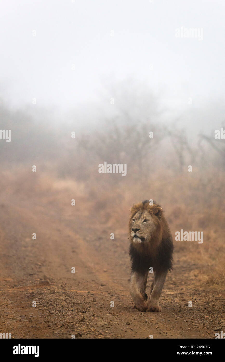 Löwe (Panthera leo), Zimanga Private Game Reserve, KwaZulu-Natal, Südafrika Stockfoto